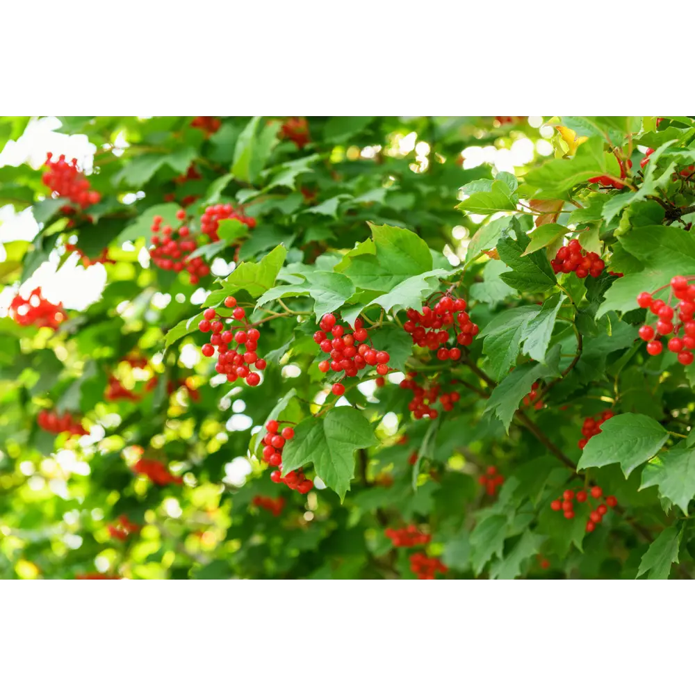 Калина обыкновенная PLANTMARKET STLM-2208816
