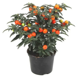 Солянум Псевдокапсикум Santreyd - комнатное растение с декоративными плодами 89352927