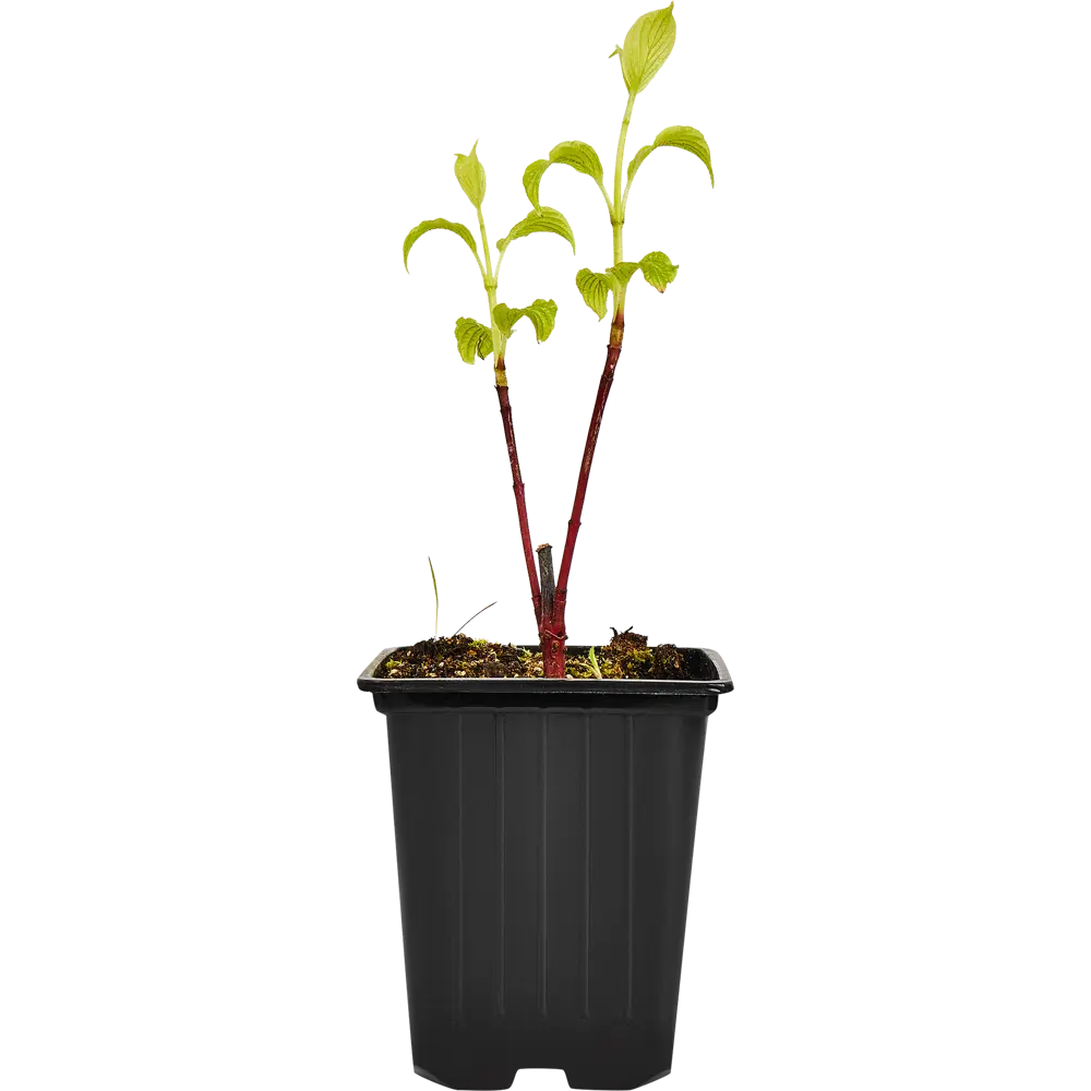 Santreyd Дерен белый Сибирика - декоративный кустарник для живых изгородей 89364986 STLM-0964552 - Вид №1