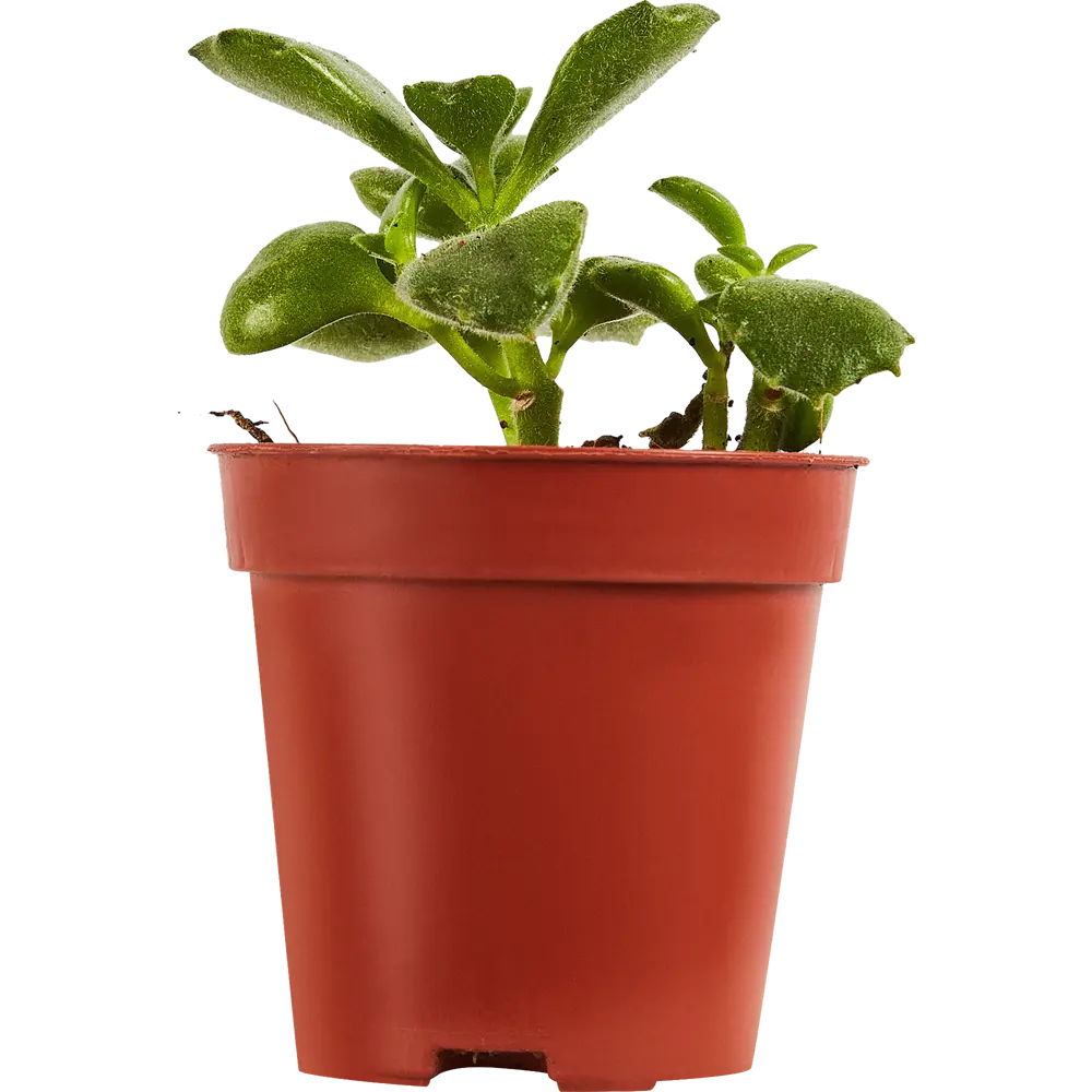 Santreyd Котиледон Леди Смит — изящный суккулент с колокольчатыми цветами 87819706 STLM-0075894 - Вид №1