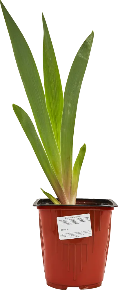 Santreyd Ирис сибирский - фиолетово-синий многолетник для сада 82560428