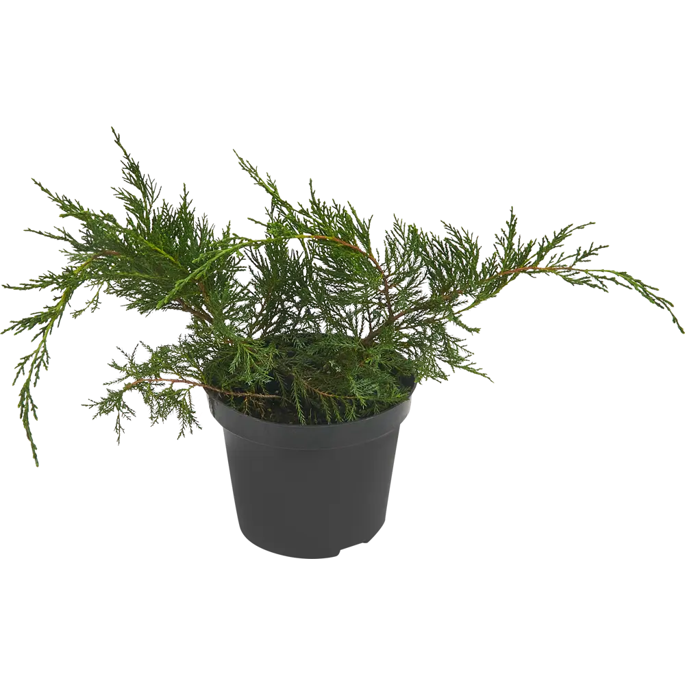 Можжевельник средний Минт Джулеп ø19 h20-30 см PLANTMARKET STLM-2200001