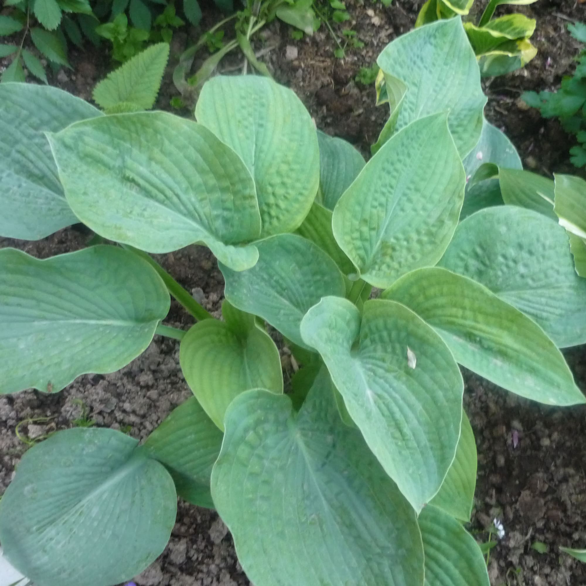 81954858 Хоста гибридная С2 «Брессинген» h15 Santreyd  - Вид №2