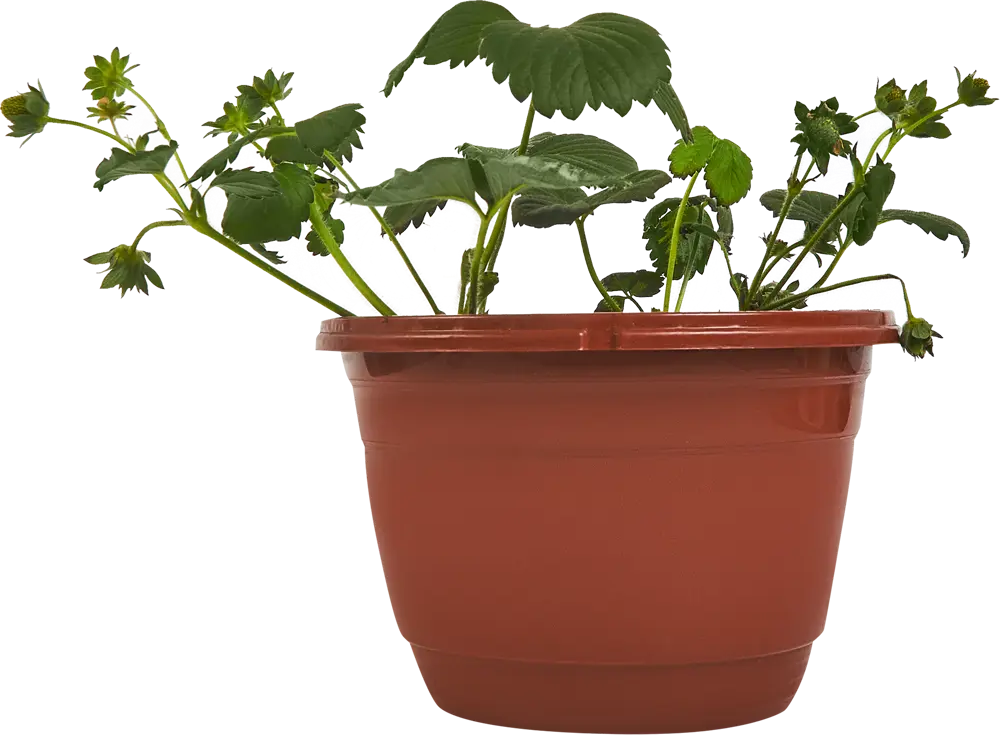 Santreyd Земляника микс ремонтантная - 6 растений в упаковке 84299081