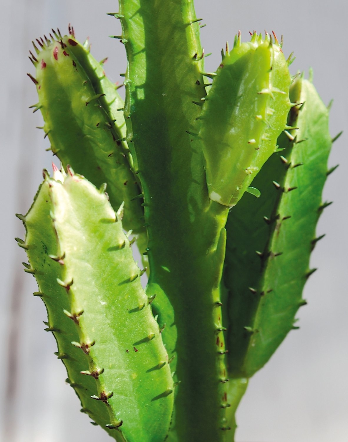 6484 883 a3 Сочные искусственные растения на палочке, 17 см, зеленые H-andreas  - Вид №2