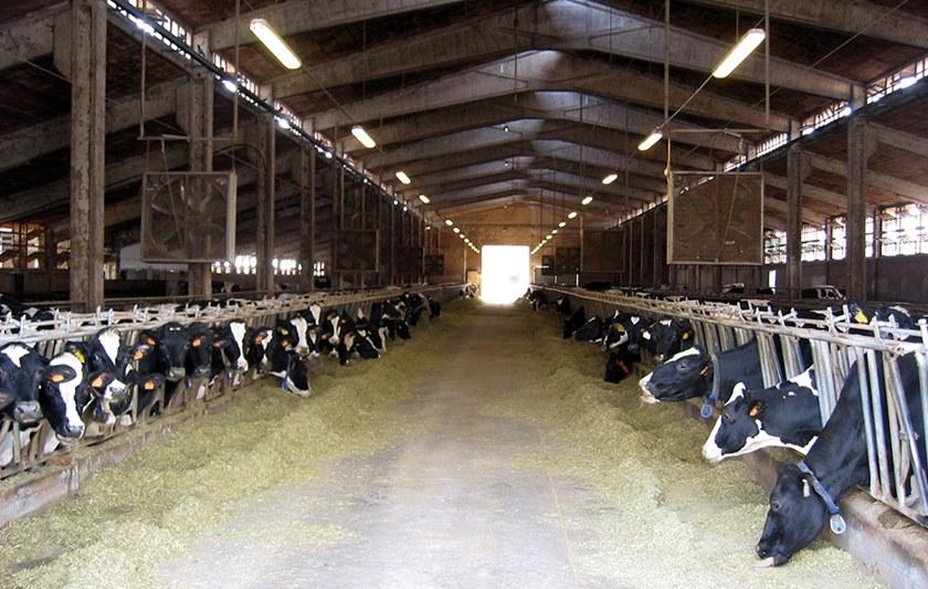 Bacchi Сверхчистая гашеная известь Malte, massetti e betoncini sun-id-1401041 - Вид №2