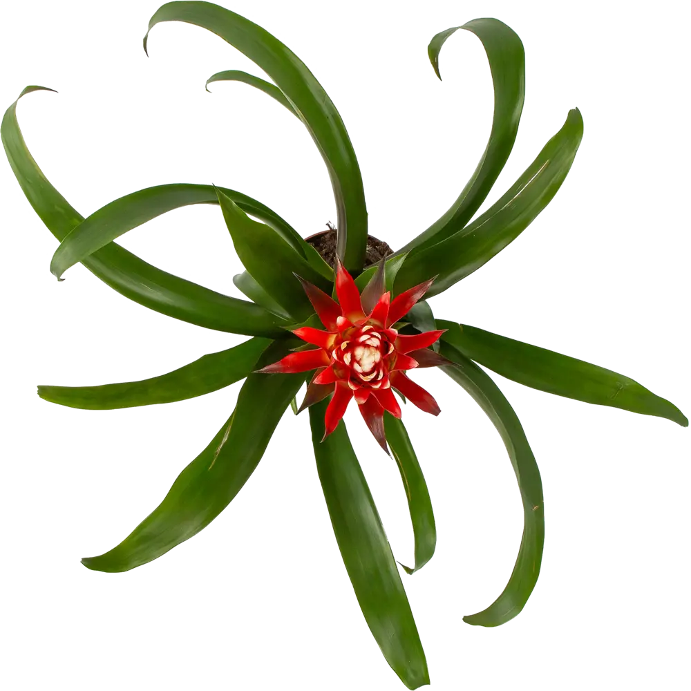 Santreyd Гузмания Минор Рондо — яркий акцент для вашего интерьера 82399670 STLM-0026487 - Вид №1