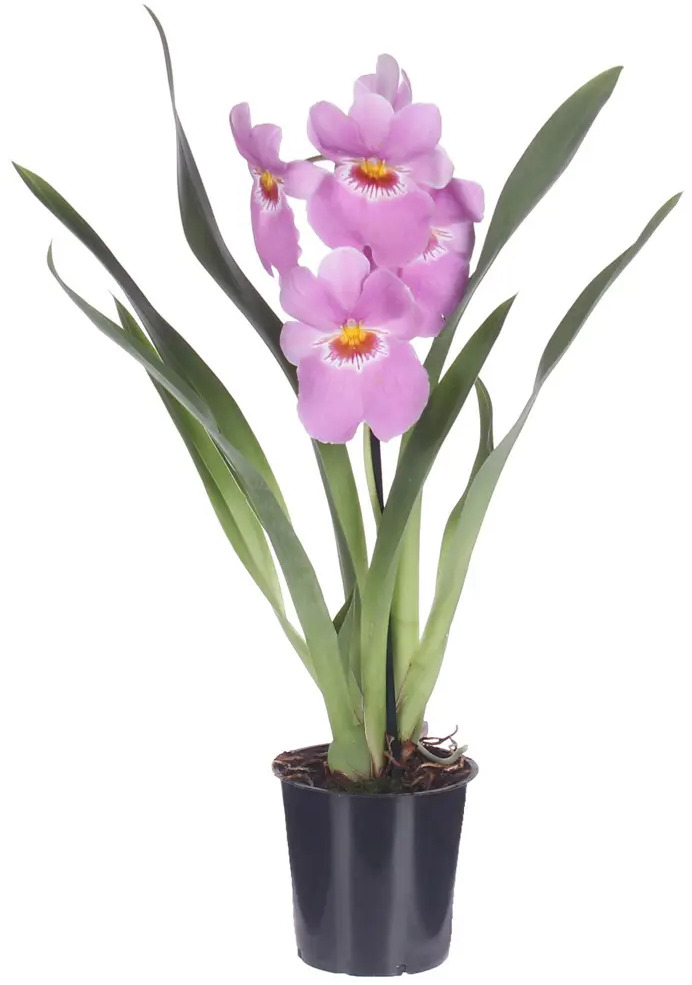 Santreyd Орхидея Мильтония - нежные цветы-бабочки для интерьера 82046465