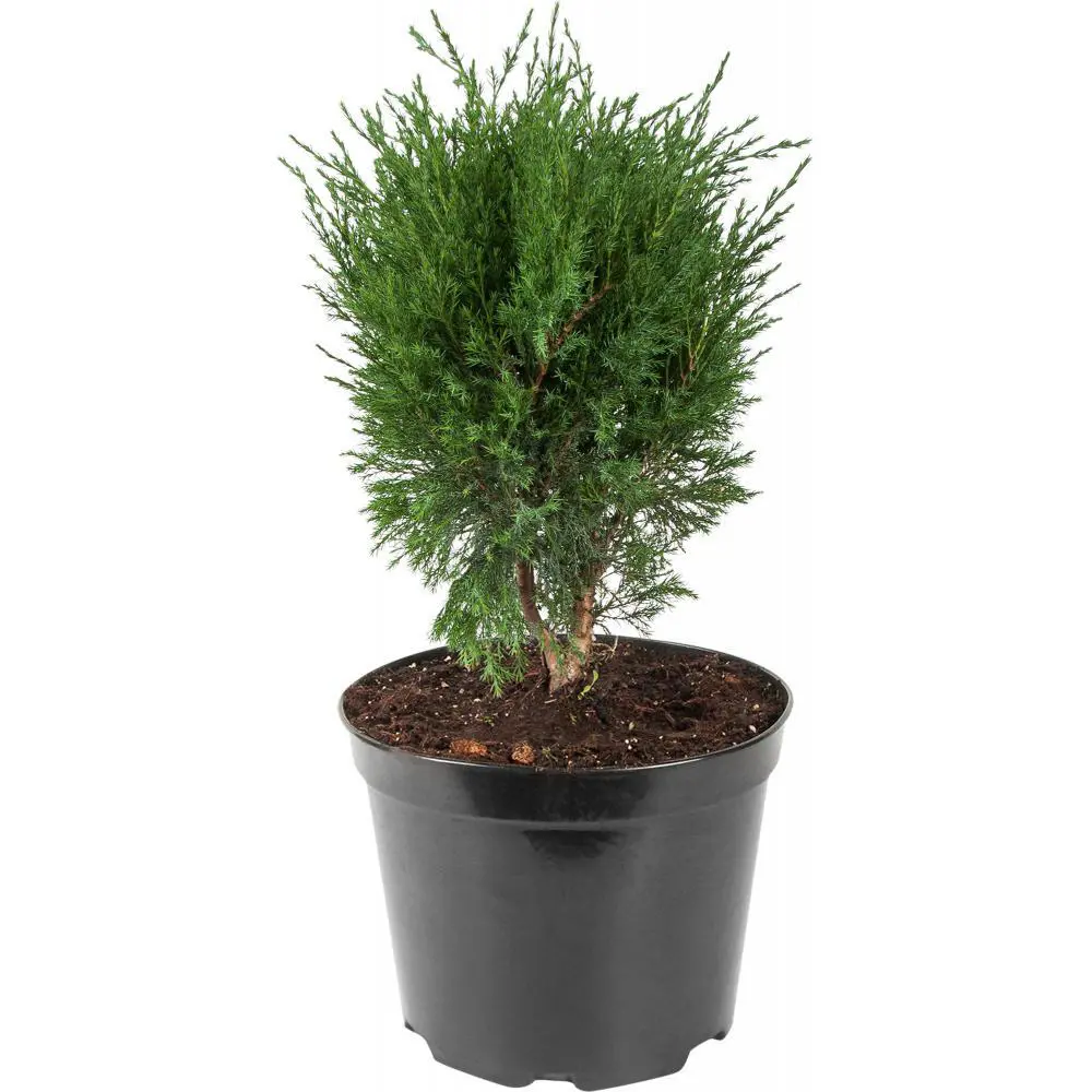 PLANTMARKET Можжевельник Минт Джулеп - изумрудный акцент для сада 87691124 STLM-1422778