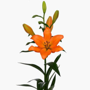 Лилия азия милбурн 90 см