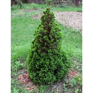 Ель сизая/канадская Перфекта ø25 h80 - 100 см