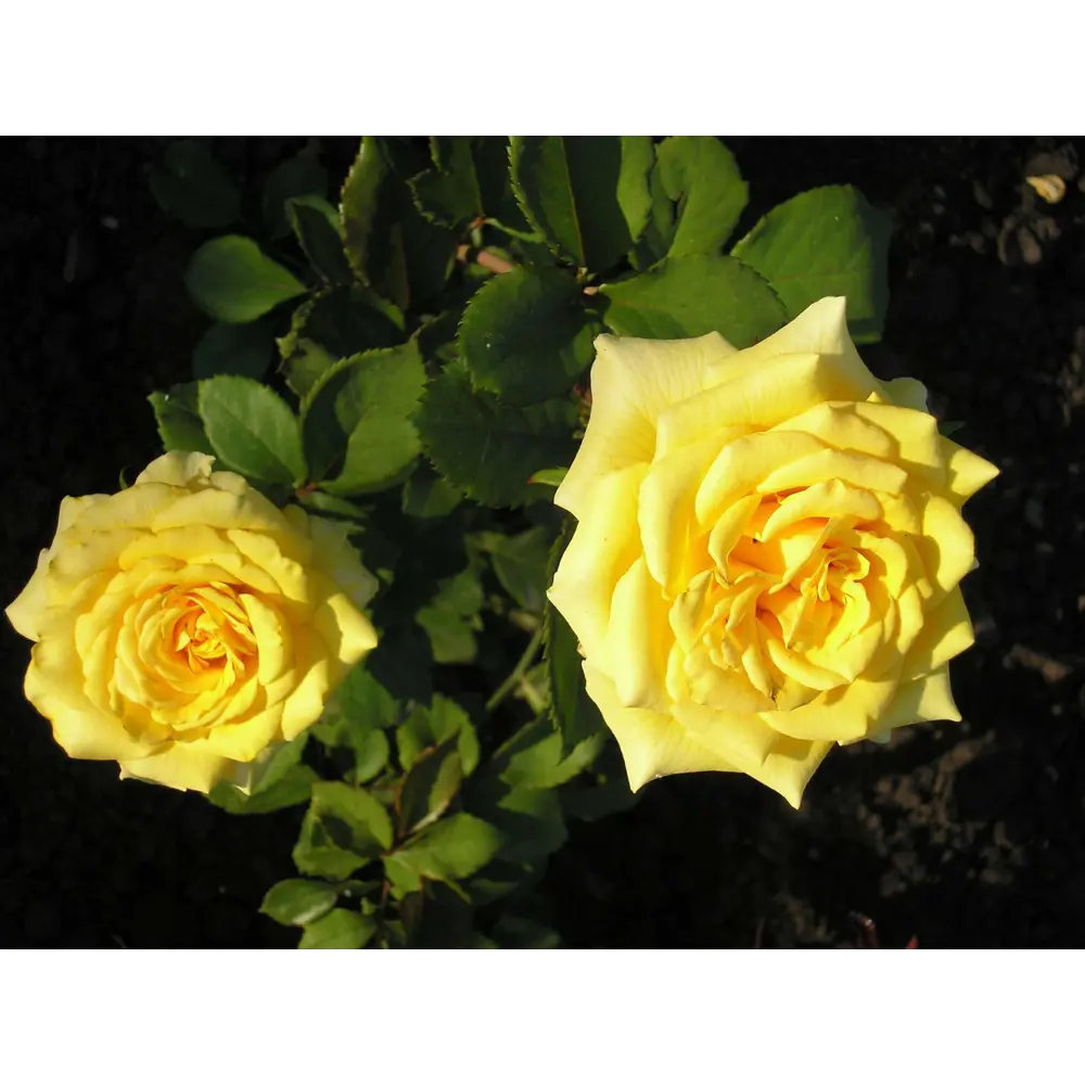 Роза чайно-гибридная жёлтая 15x55 см PLANTMARKET STLM-2084769 - Вид №2
