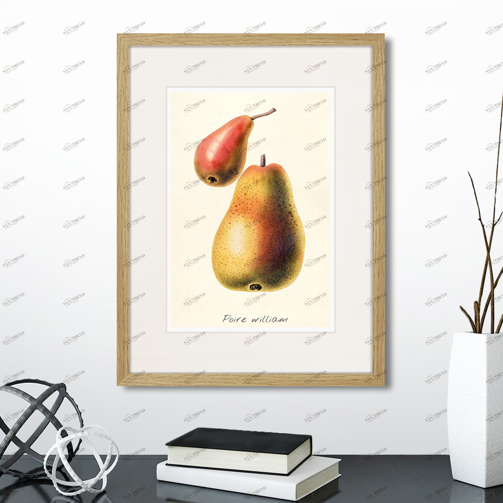 Картина в раме 32х42 см Botany illustration №16, 1836г. КАРТИНЫ В КВАРТИРУ  264502 Желтый;красный;разноцветный 