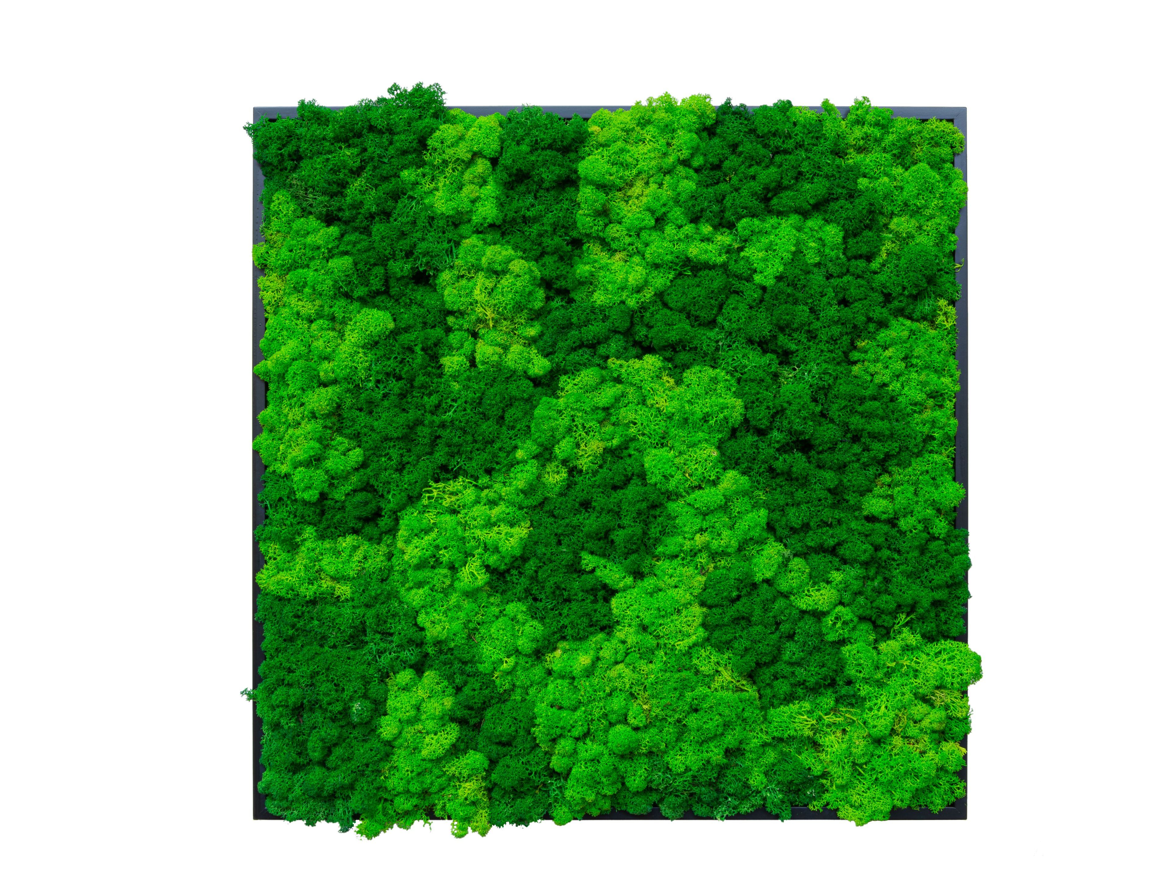 Растительная картина в лишайниках Tecsound PureKustik ARCH-00116004