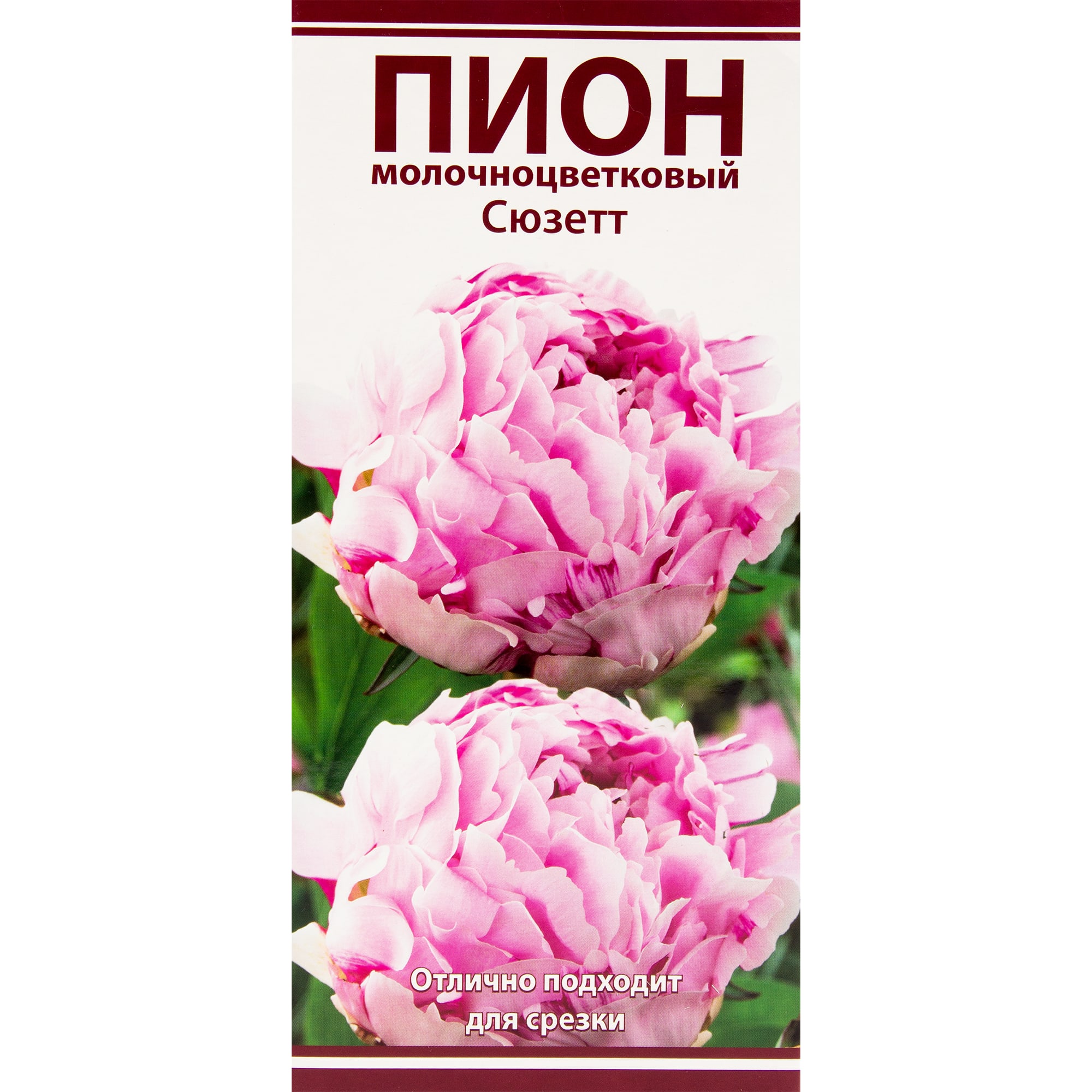 82319611 Пион молочноцветковый «Сюзетт», размер луковицы I Santreyd 