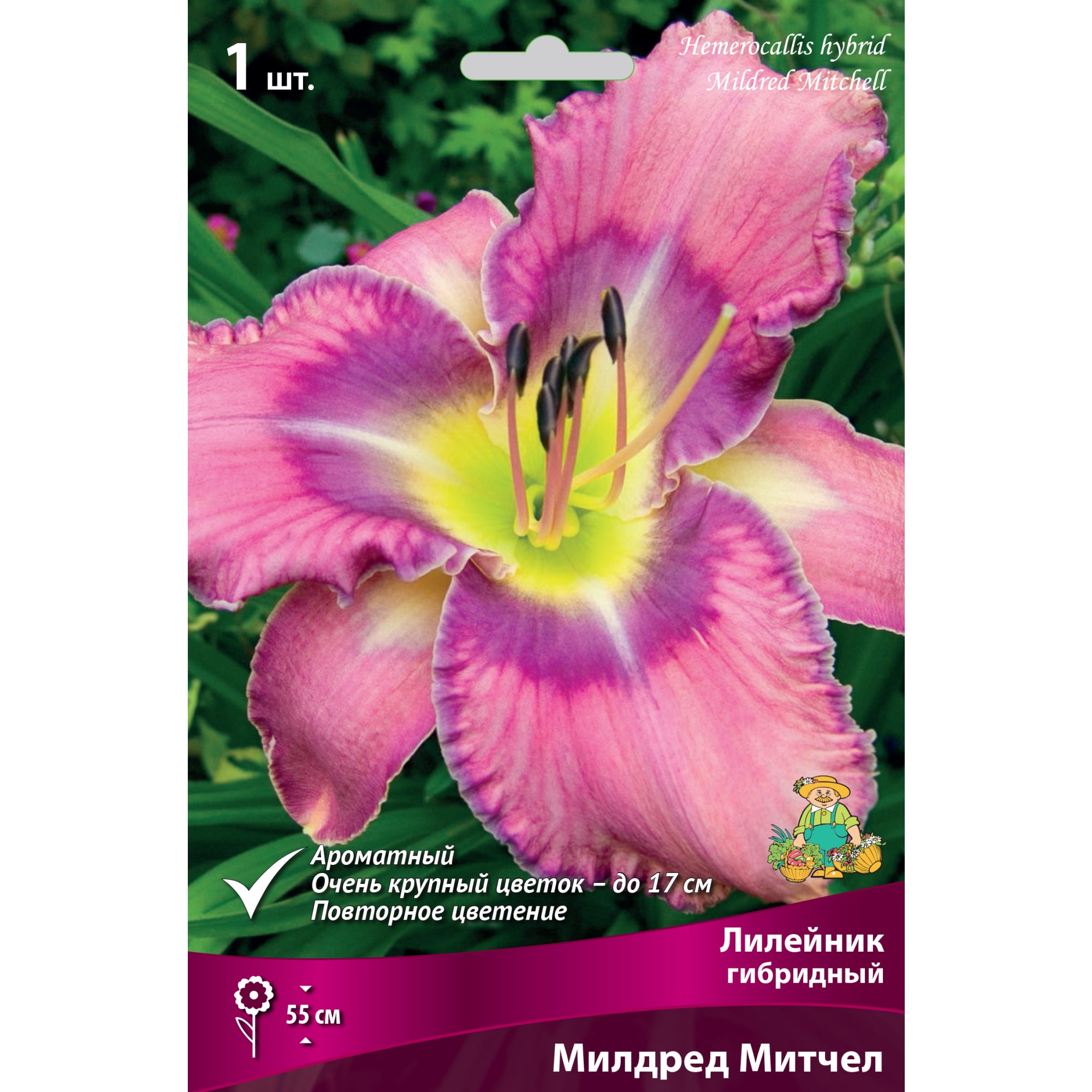 88294955 Лилейник гибридный Милдред митчел луковица I Santreyd 