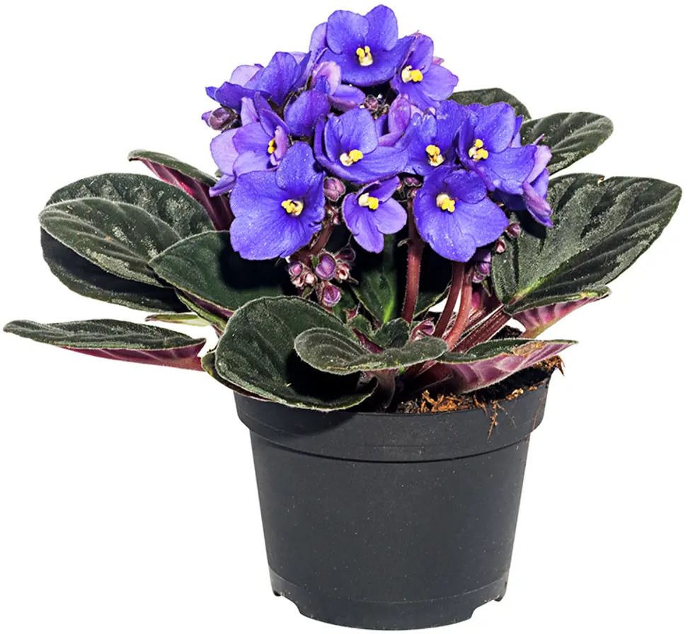 Santreyd Сенполия Инова Спектра - цветущая фиалка для интерьера 15163312