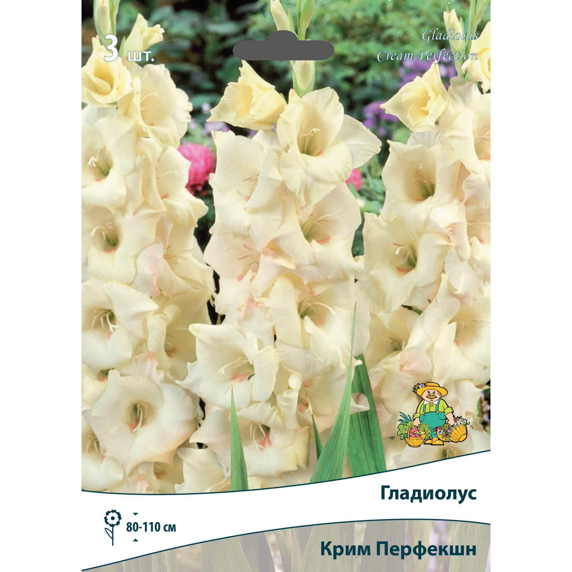 83596738 Гладиолус крупноцветковый Крим Перфекшн луковица 10/12 Santreyd 