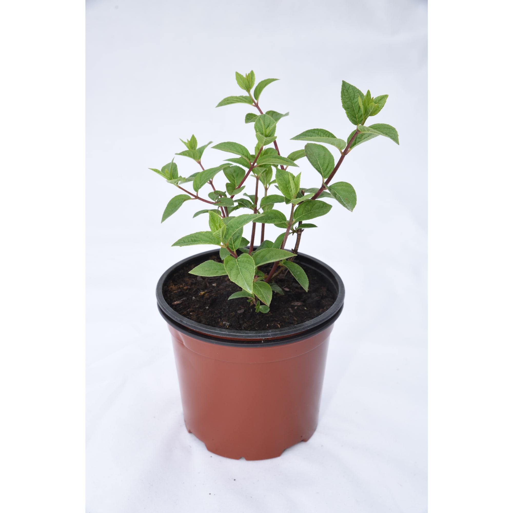 18016158 Гортензия Пинк Даймонд метельчатая, цвет бело-розовый Santreyd 