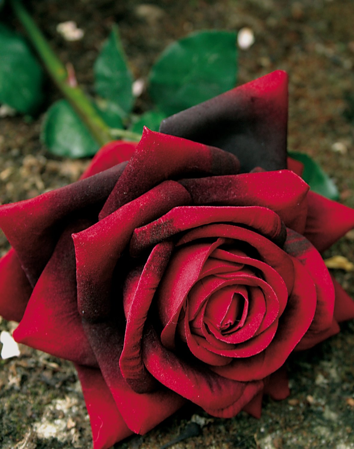 2408 449 a2 Искусственная роза, бархат, 80 см, бордовый H-andreas  - Вид №4