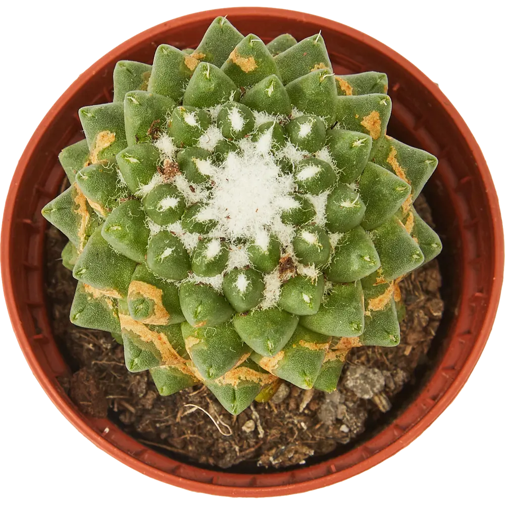 Santreyd Кактус микс - коллекция суккулентов для интерьера 85325012 STLM-0061562 - Вид №1