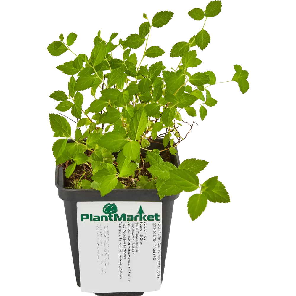 Спирея японская Литл Принцес ø9 h15 см 84829103 STLM-2102060 PLANTMARKET 