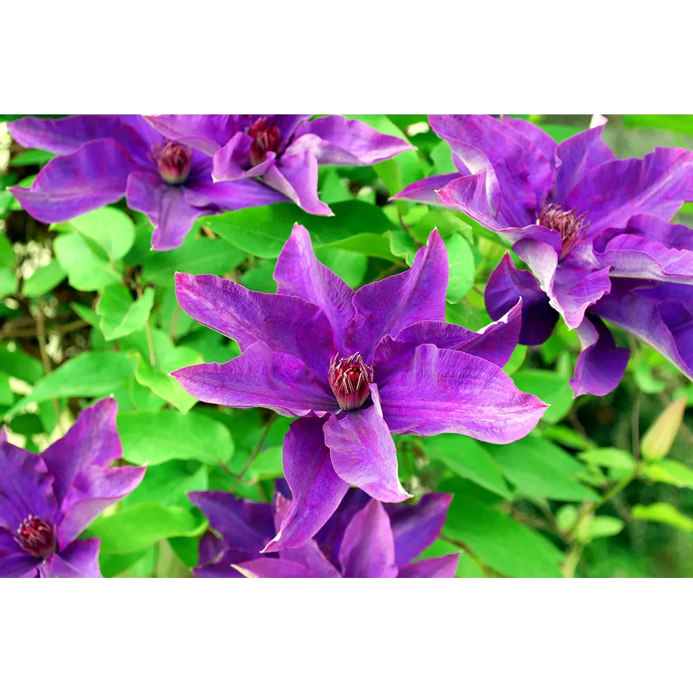 Santreyd Клематис микс - многолетняя цветущая лиана для вертикального озеленения 87718416 STLM-0075237 - Вид №4