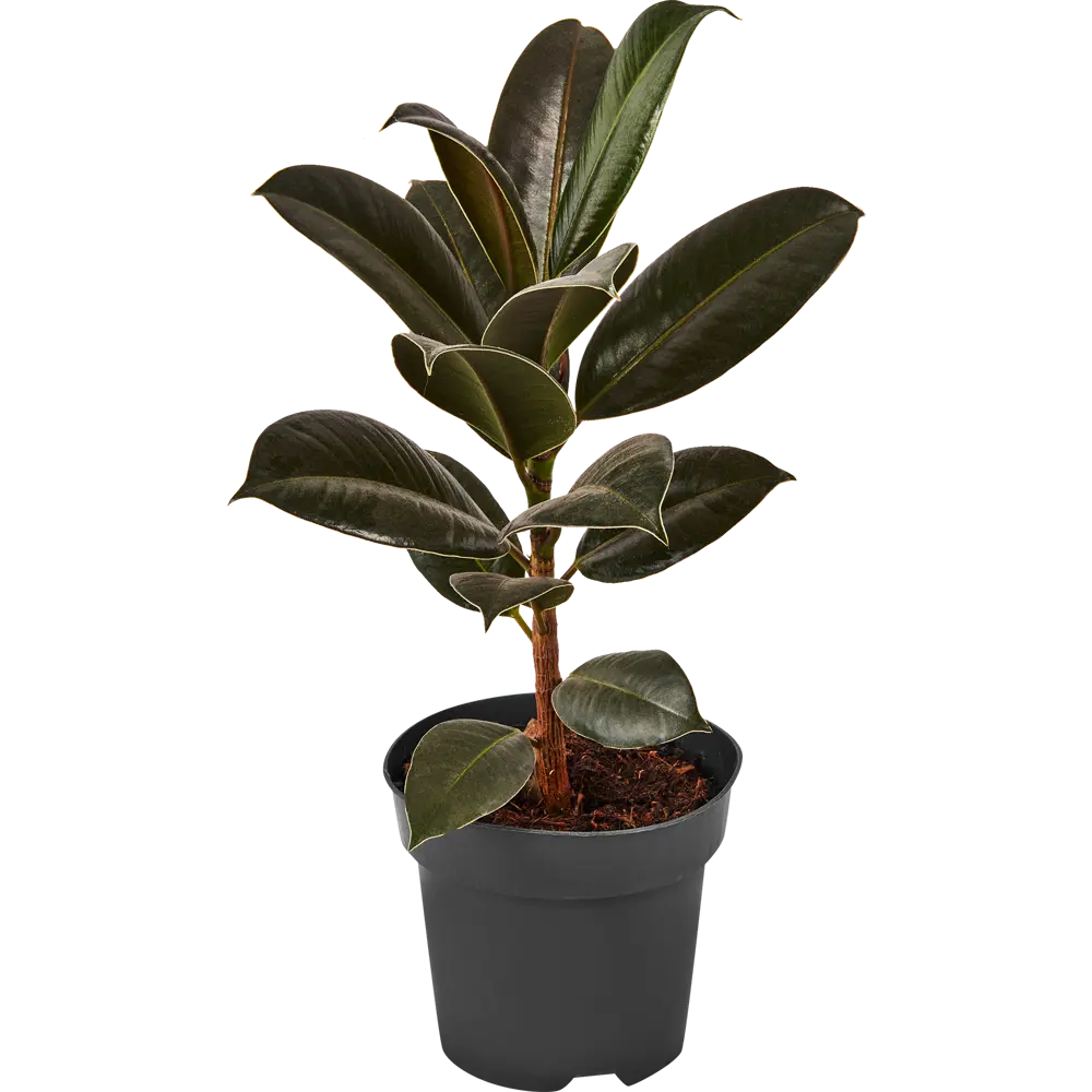 Фикус Эластика Мелани от Santreyd — вечнозеленый акцент для интерьера 89352943 STLM-1464147 - Вид №1