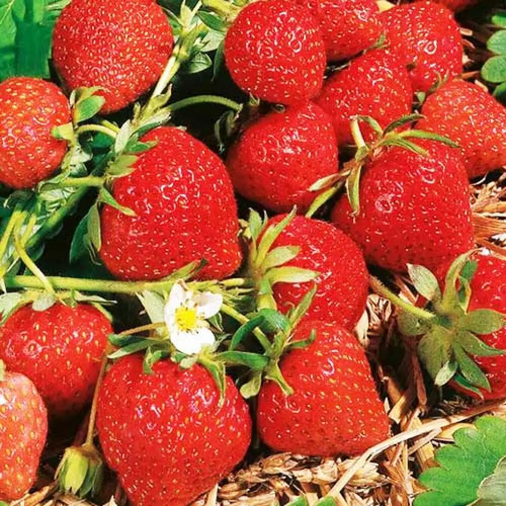 Земляника садовая Фраголауреа ø9 h10 см 88790178 STLM-2029769 PLANTMARKET 