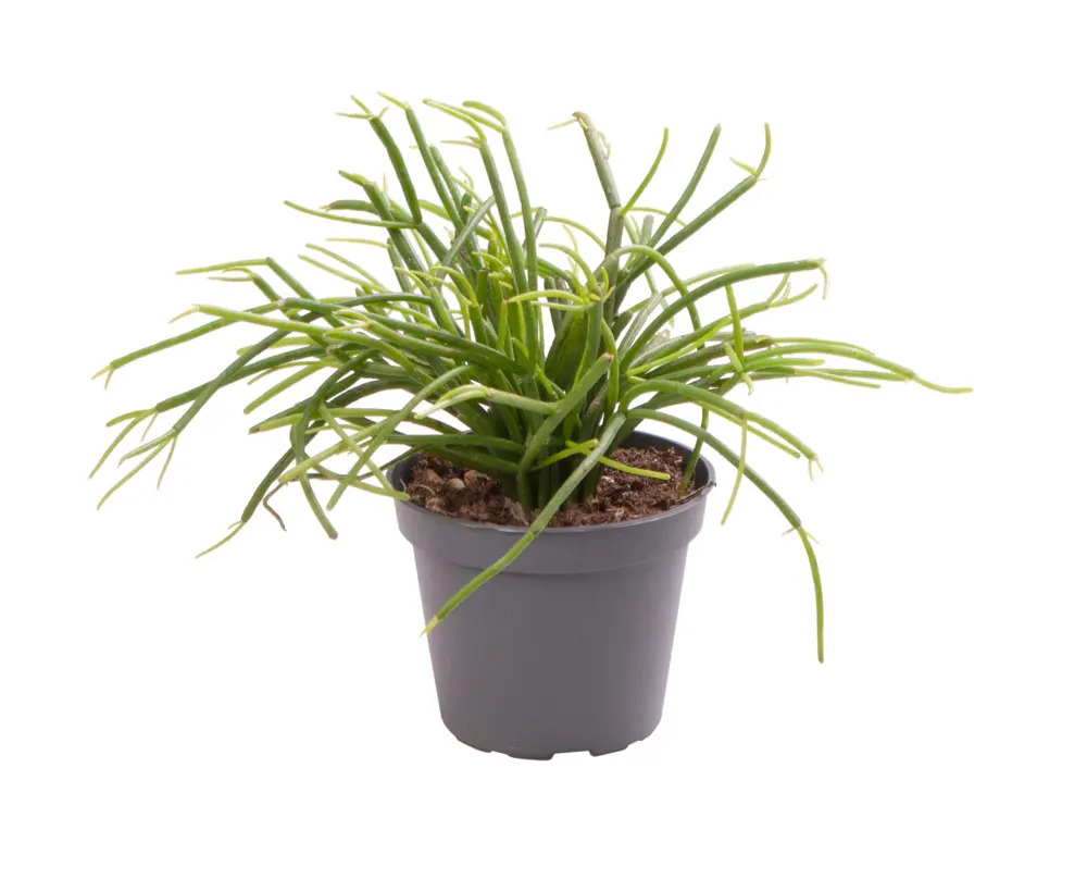 Santreyd Рипсалис Кассута — изящный ампельный кактус с водопадом стеблей 89375042