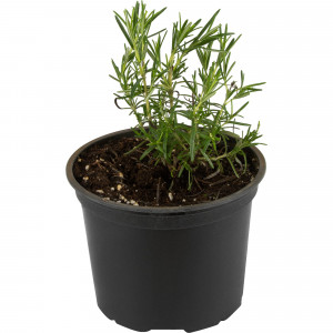 82219523 Розмарин лекарственный «Майорка Пинк» 1.5 л h15 см