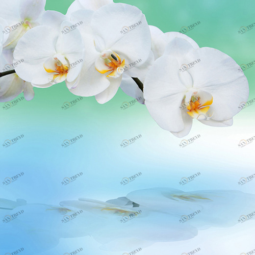 C1-245 Фотообои DIVINO Collection C 2.7х2 м C1245