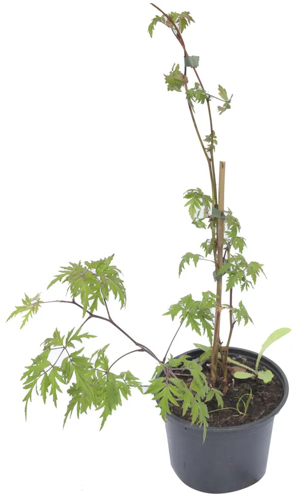 Santreyd Ежевика садовая - ранний сорт с крупными сладкими ягодами 17897344