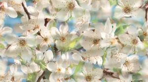 Декор Dec Spring Panno B 25х45