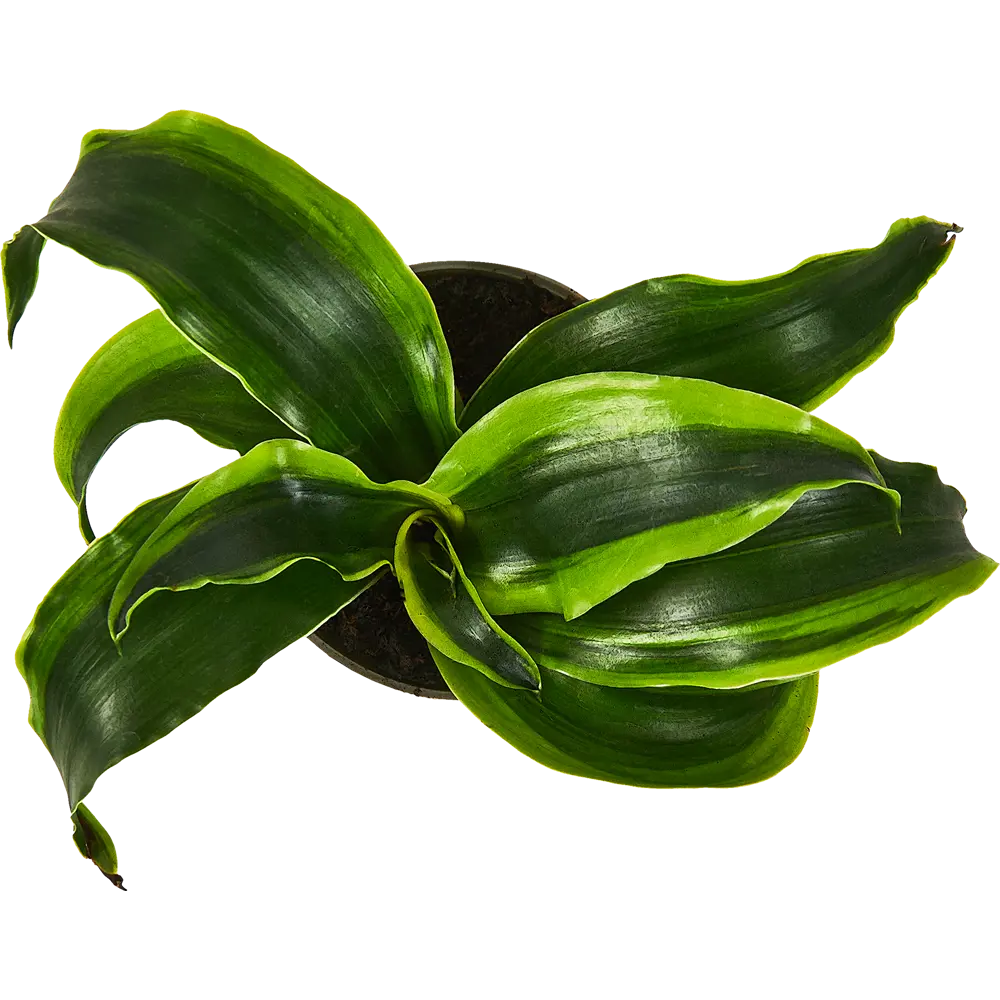 Santreyd Драцена микс — изящное комнатное растение для вашего интерьера 89352941 STLM-0951338 - Вид №2