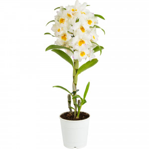 82579667 Орхидея Дендробиум Нобиле ø12 h50 см
