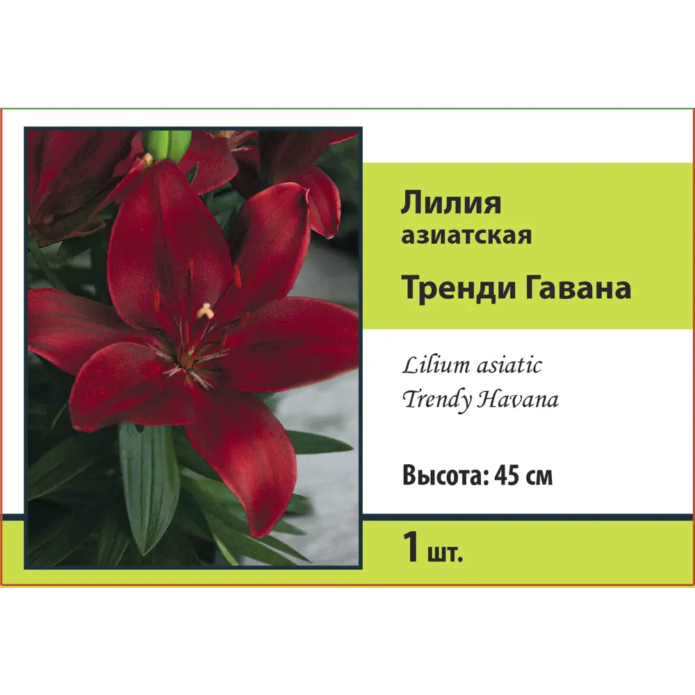 Лилия азиатская Тренди Гавана ПОИСК STLM-2017075