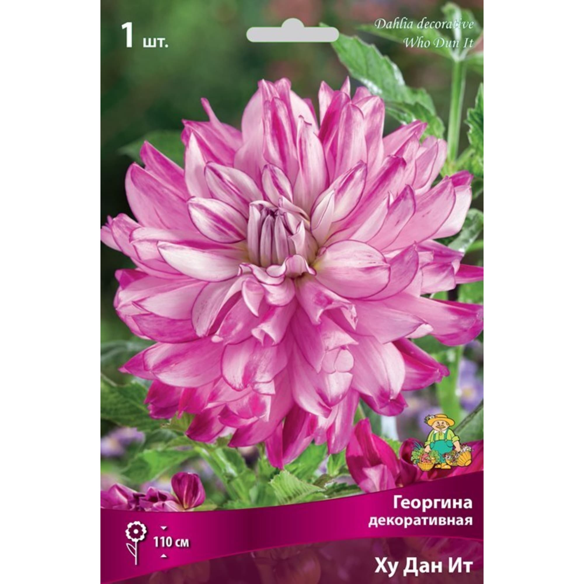 83593837 Георгина декоративная Ху Дан Ит луковица I Santreyd 