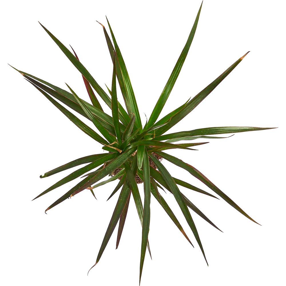 Santreyd Драцена Маргината Магента — изящное тропическое растение с пышной кроной 85324835 STLM-0061449 - Вид №2