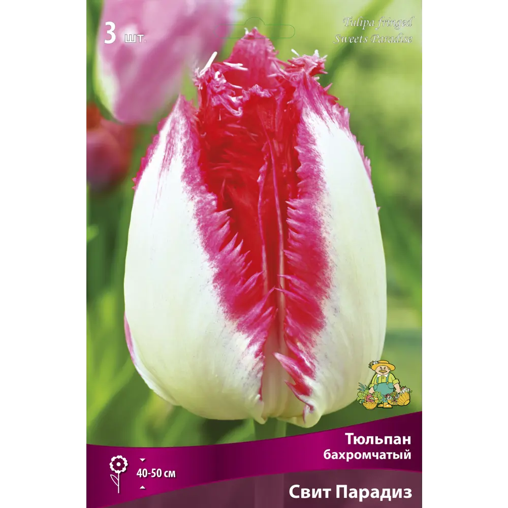 Тюльпан бахромчатый Свит Парадиз ПОИСК - нежно-розовый с клубничной каймой 89381350 STLM-1568719