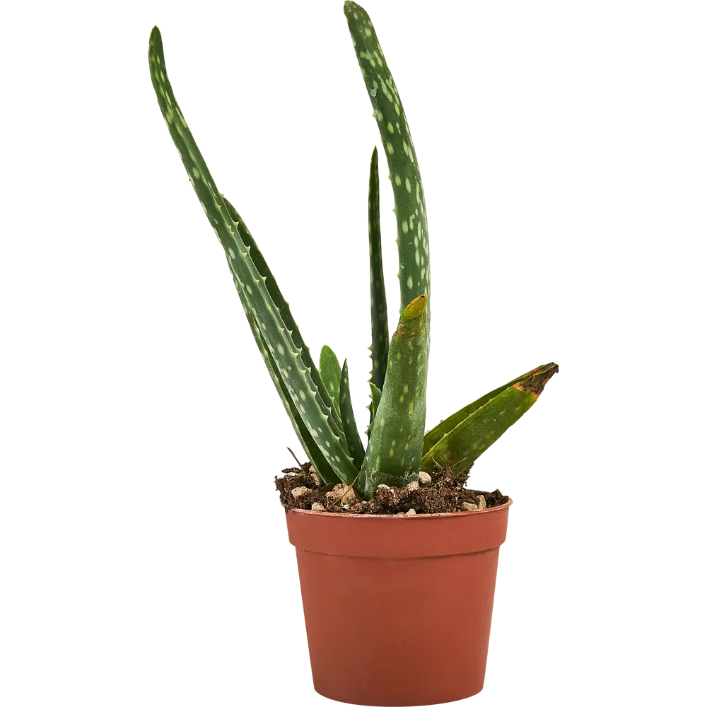 Алоэ вера Santreyd — живой суккулент для вашего интерьера 88477126 STLM-0077755 - Вид №2