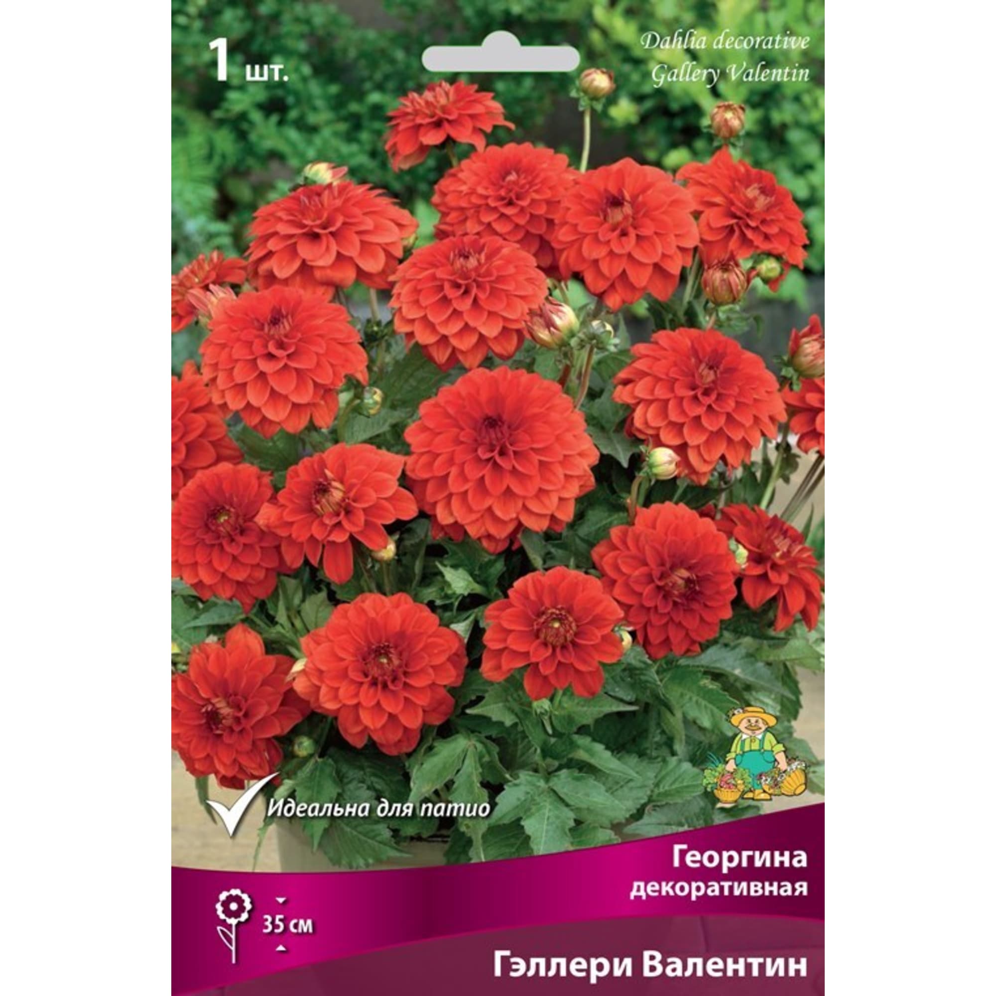 83593768 Георгина декоративная Гэллери Валентин луковица I Santreyd 