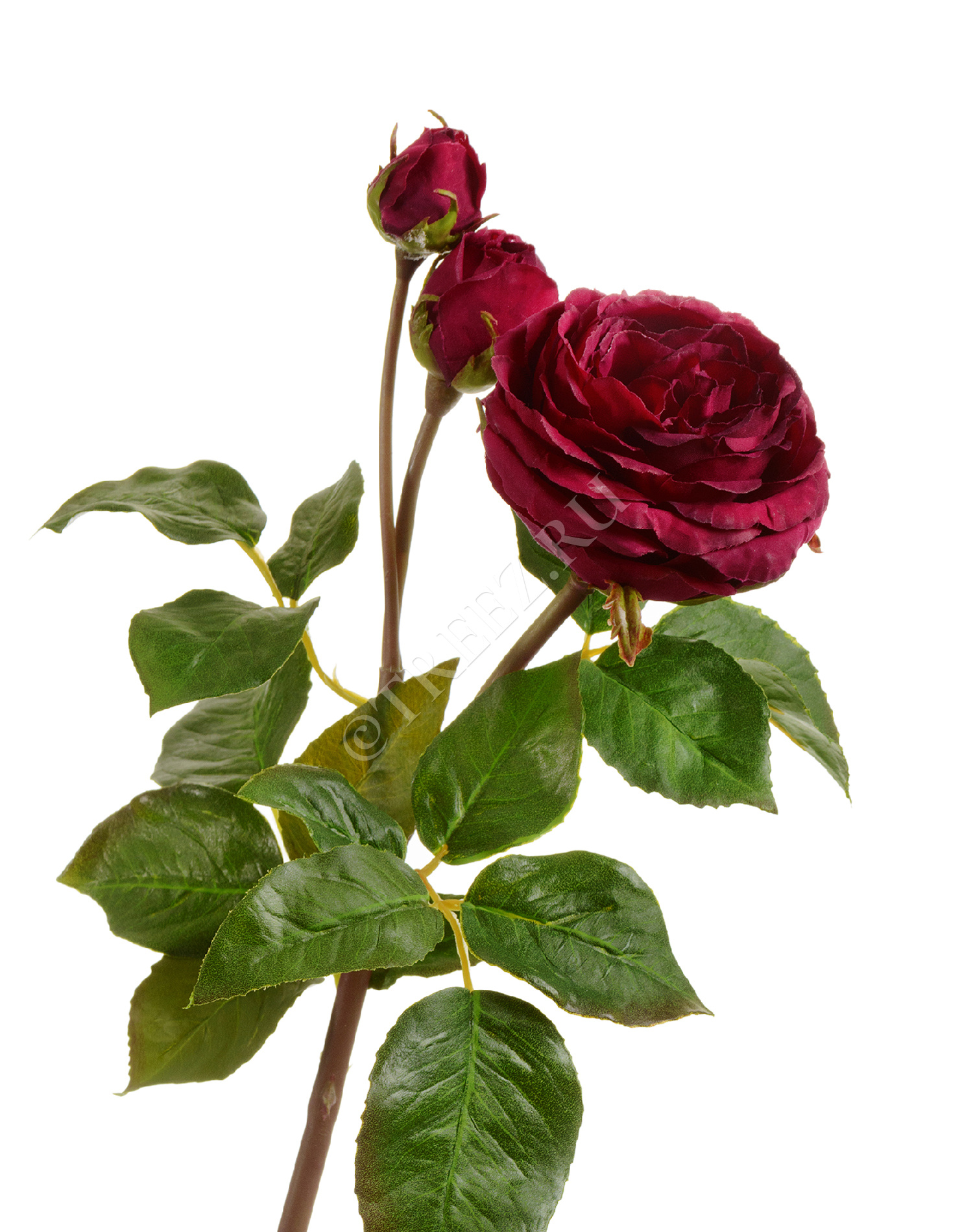 30.11170018RD Роза Дэвид Остин Мидл ветвь винная Цветочная коллекция 