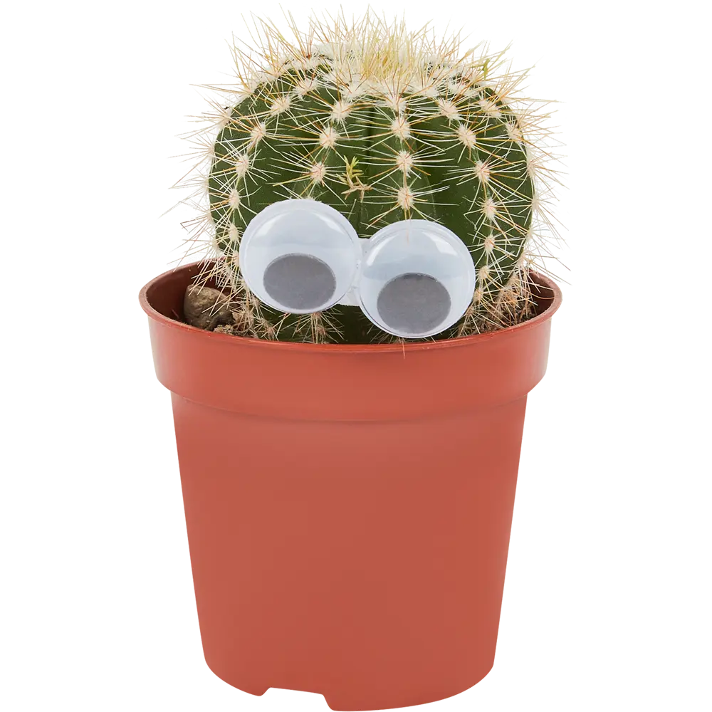 Santreyd Кактус с глазками - неприхотливый суккулент для интерьера 14470935 STLM-0004984