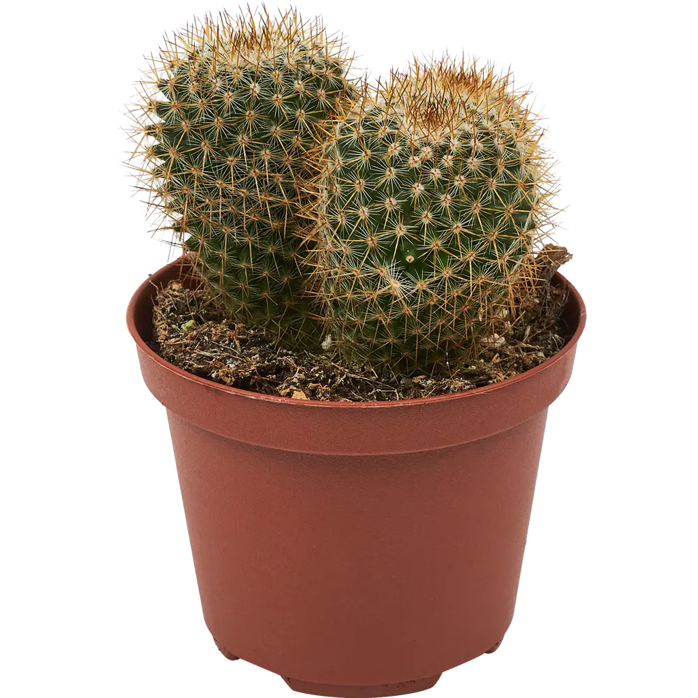 Santreyd Кактус шар микс - живой декор для интерьера 85062772 STLM-0058106