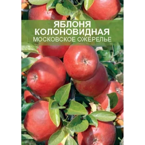 Яблоня колоновидная Московское ожерелье ø20 h180 см 85670474 STLM-2210938