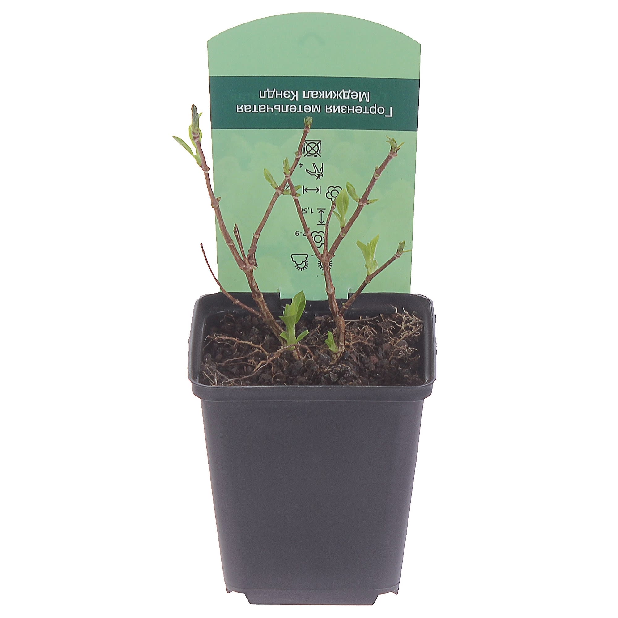 81959182 Гортензия метельчатая «Меджикал Кэндл» Р9 Santreyd  - Вид №1