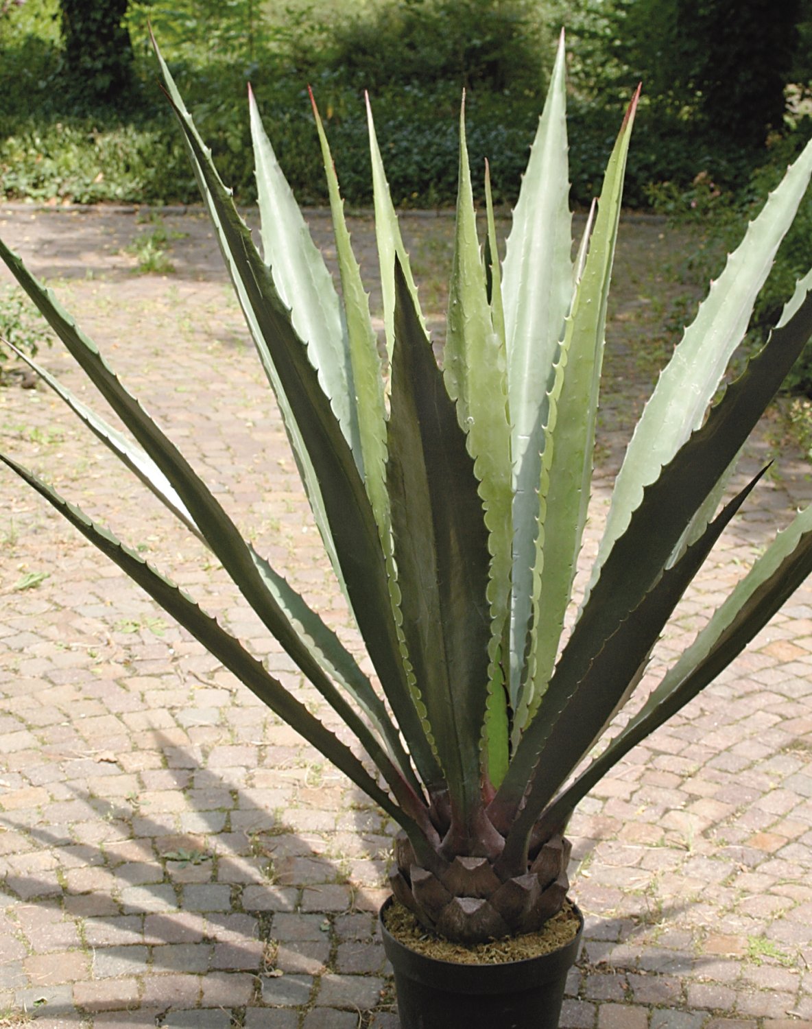 5716 809 a3 Шелковая агава, горшечная, 21 лист, 120 см, зелено-серая H-andreas 