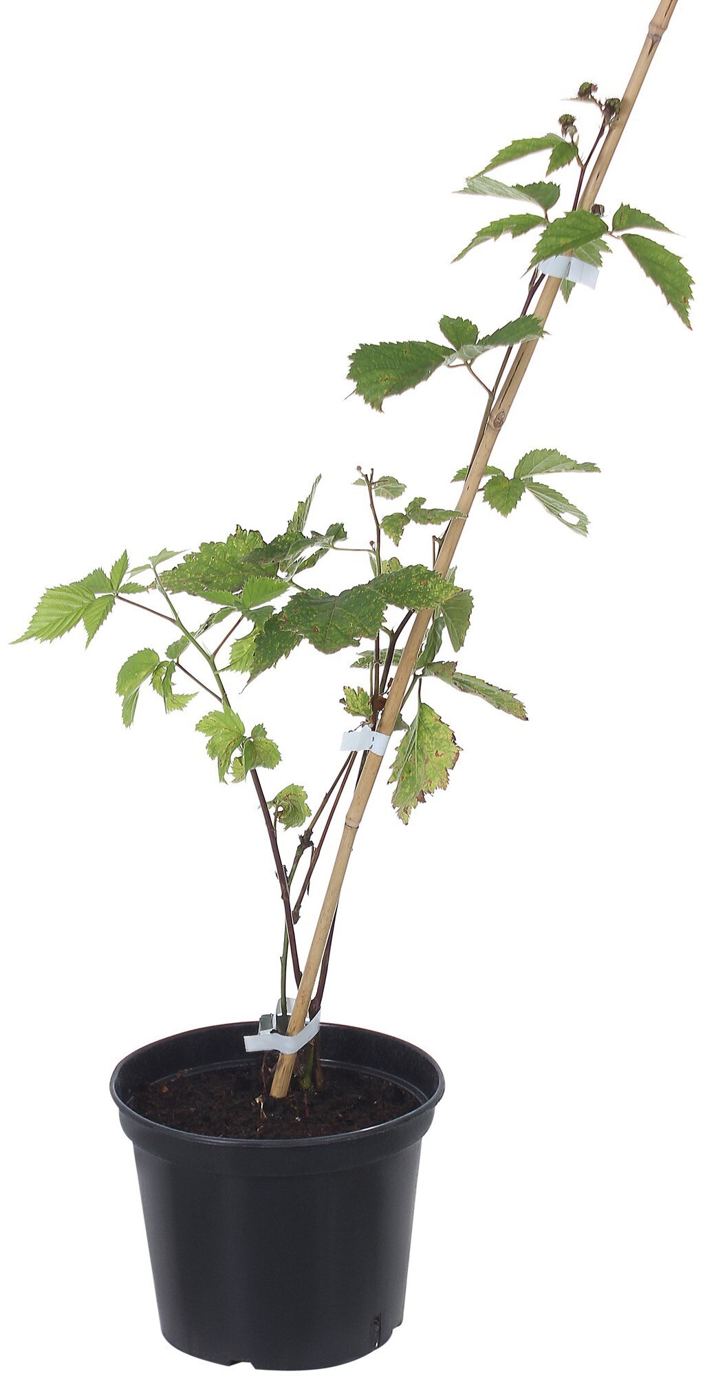 Саженец ежевики Навахо Santreyd - бесшипный сорт с ароматными ягодами 81969632