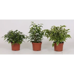 Santreyd Фикус Бенджамина микс - изящное комнатное растение 89356058